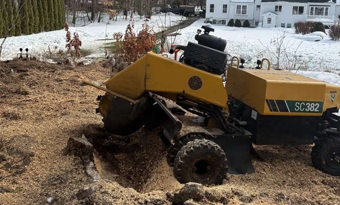 Norfolk Tree Service, LLC gallery 7