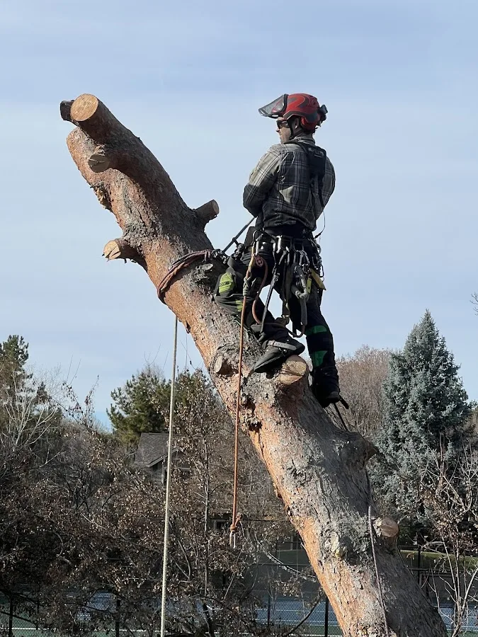 North Fork Tree Service LLC work site