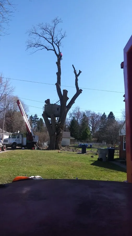 North Shore Tree Service