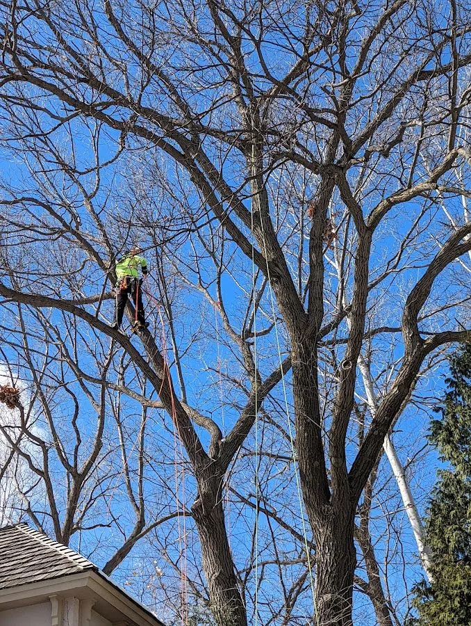 Northeast Tree, Inc