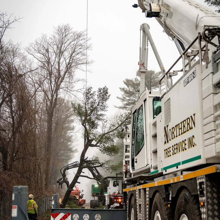 Northern Tree Services LLC