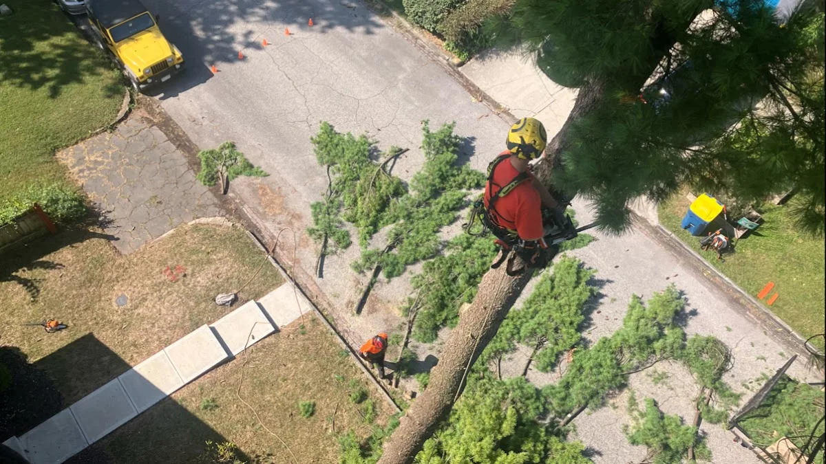 Nova Tree Care gallery 2