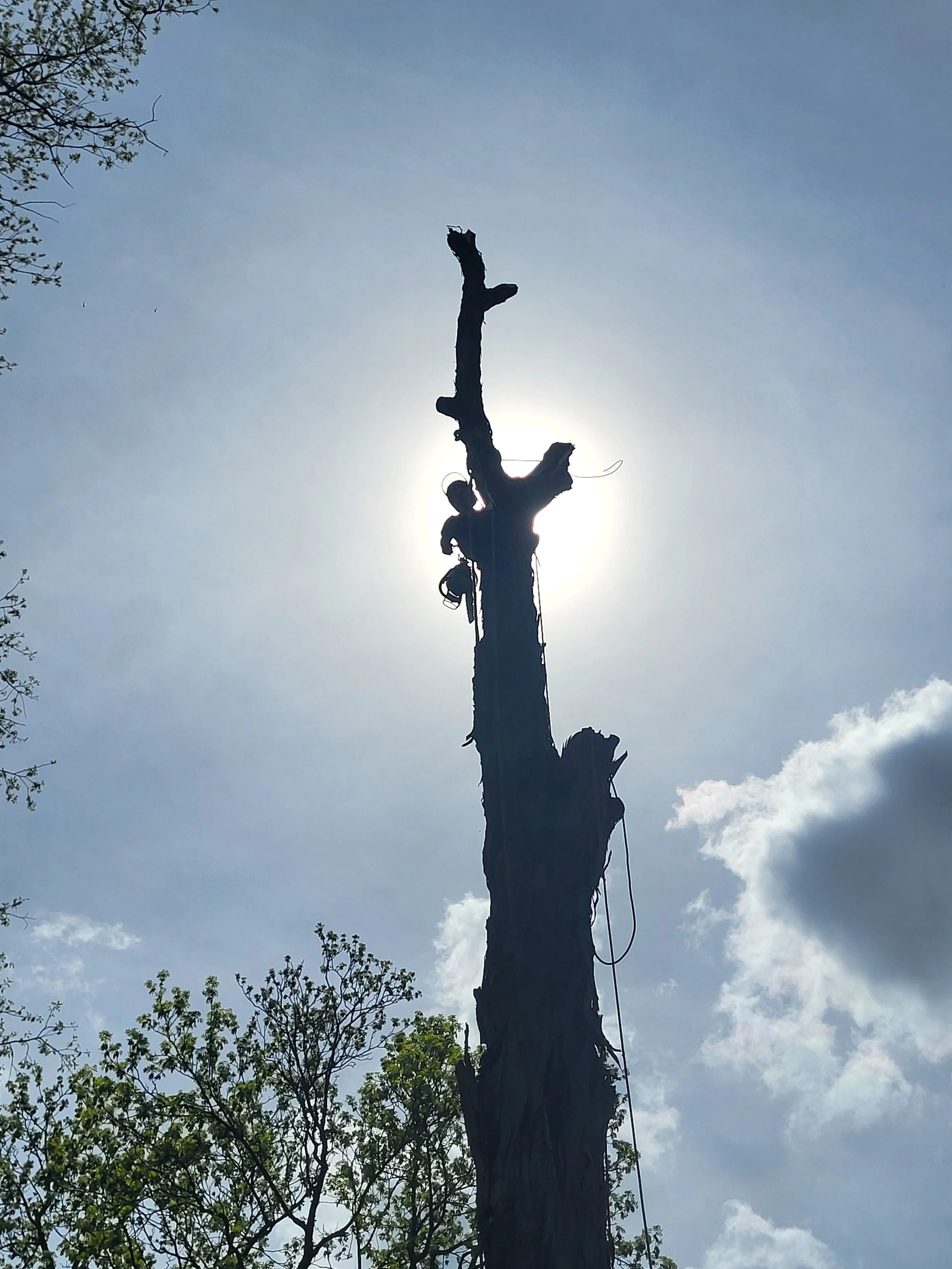 Nova Tree Care gallery 5