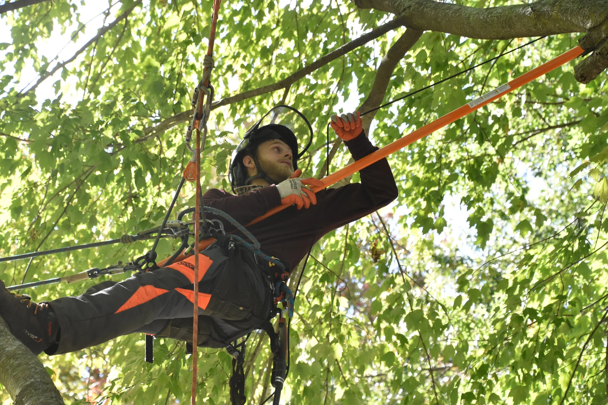 Nova Tree Care gallery 6