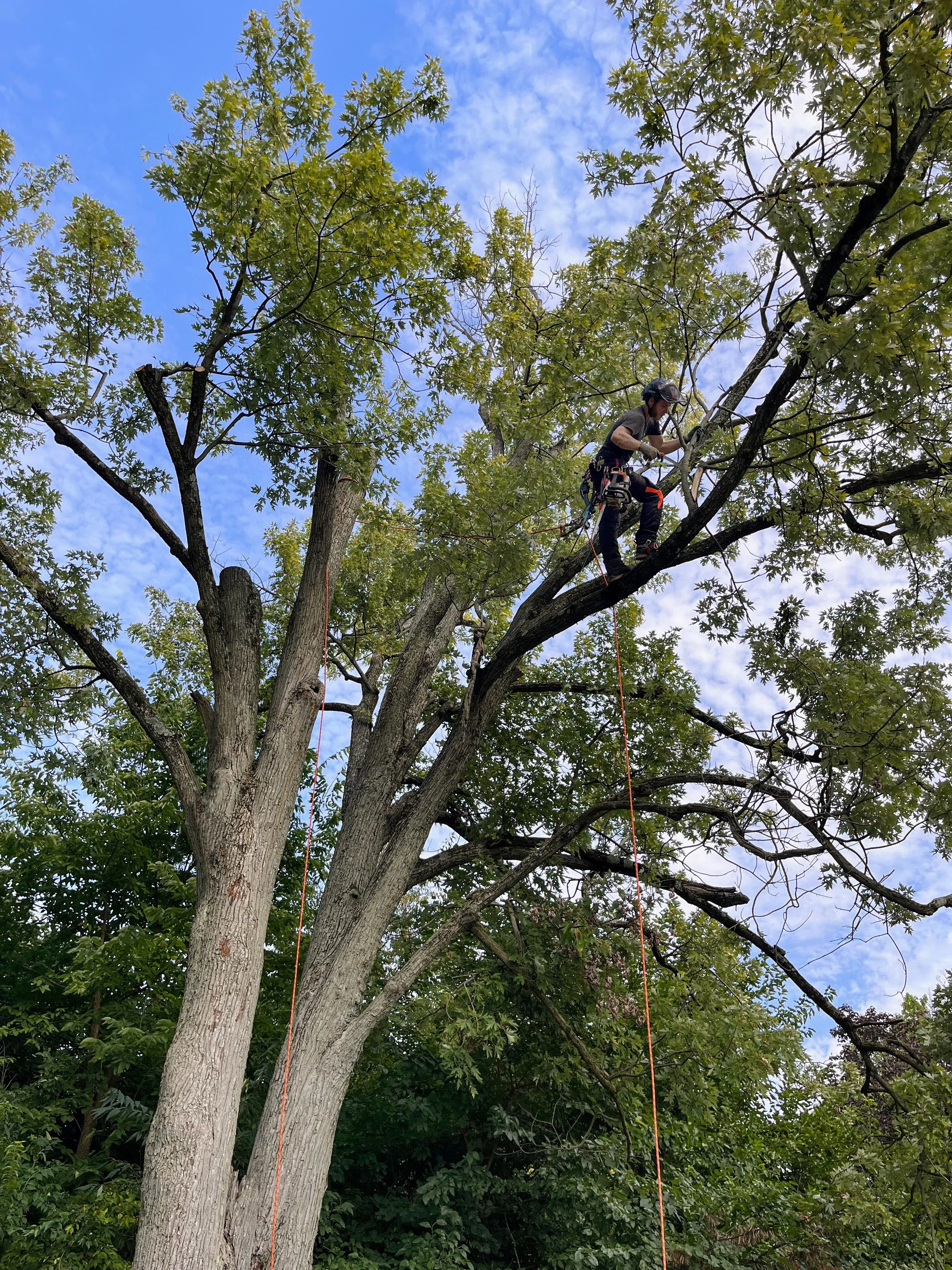 Nova Tree Care gallery 7
