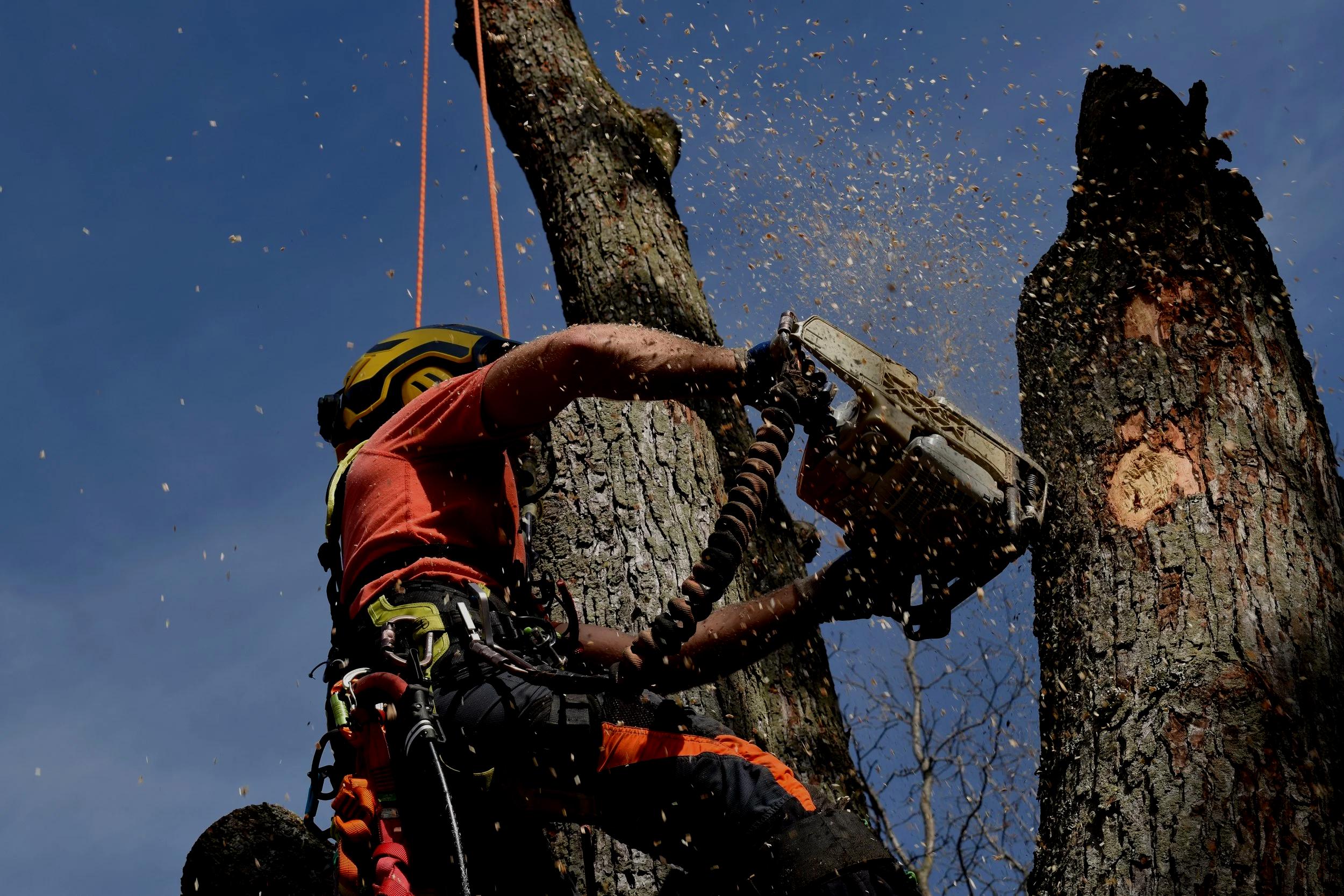 Nova Tree Care gallery 8