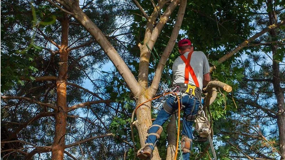 NYC Tree Trimming & Removal work site