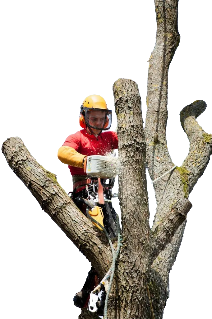 NYC Tree Trimming & Removal gallery 5