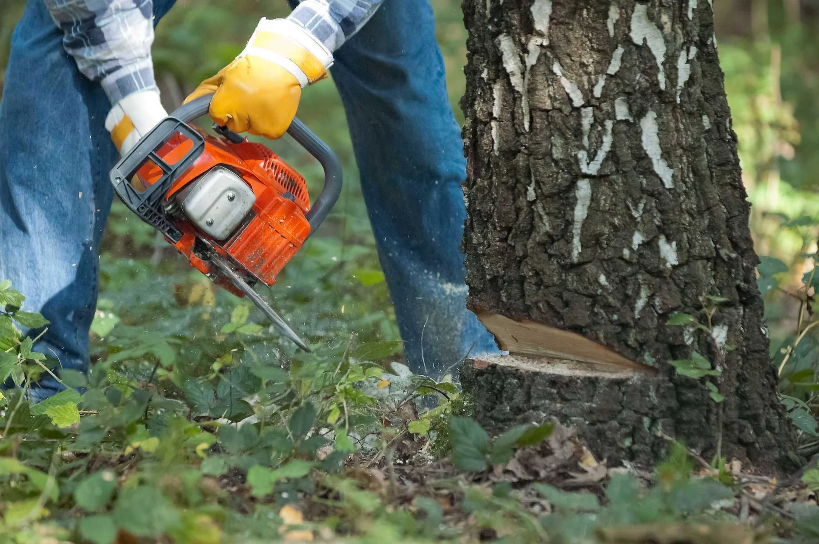 NYC Tree Trimming & Removal gallery 7