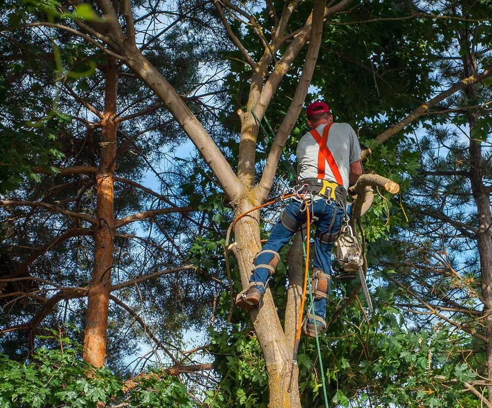 NYC Tree Trimming & Removal gallery 8