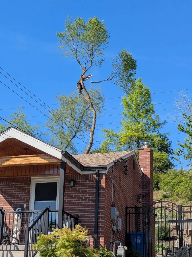 Old Growth Tree Care