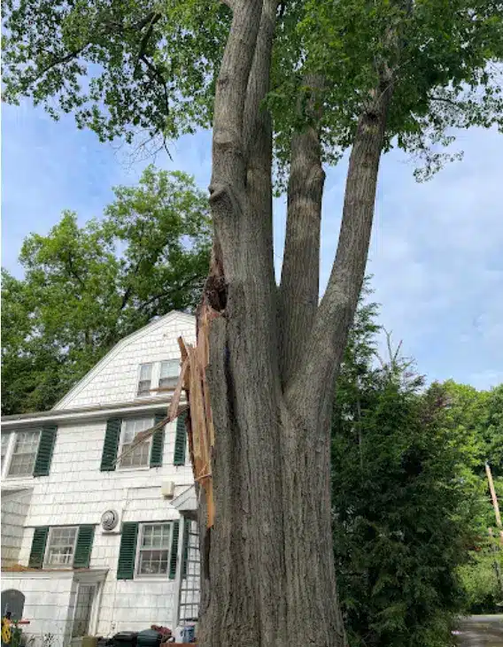 On a Limb Tree Care gallery 3
