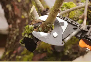 On a Limb Tree Care gallery 5