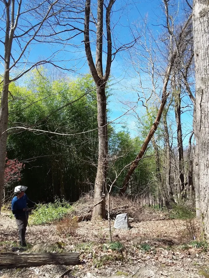 Organic Tree Services gallery 2
