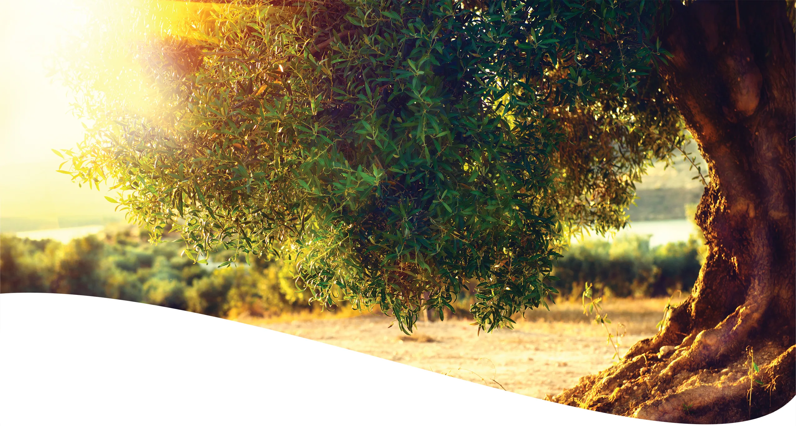 Organic Tree Services gallery 3