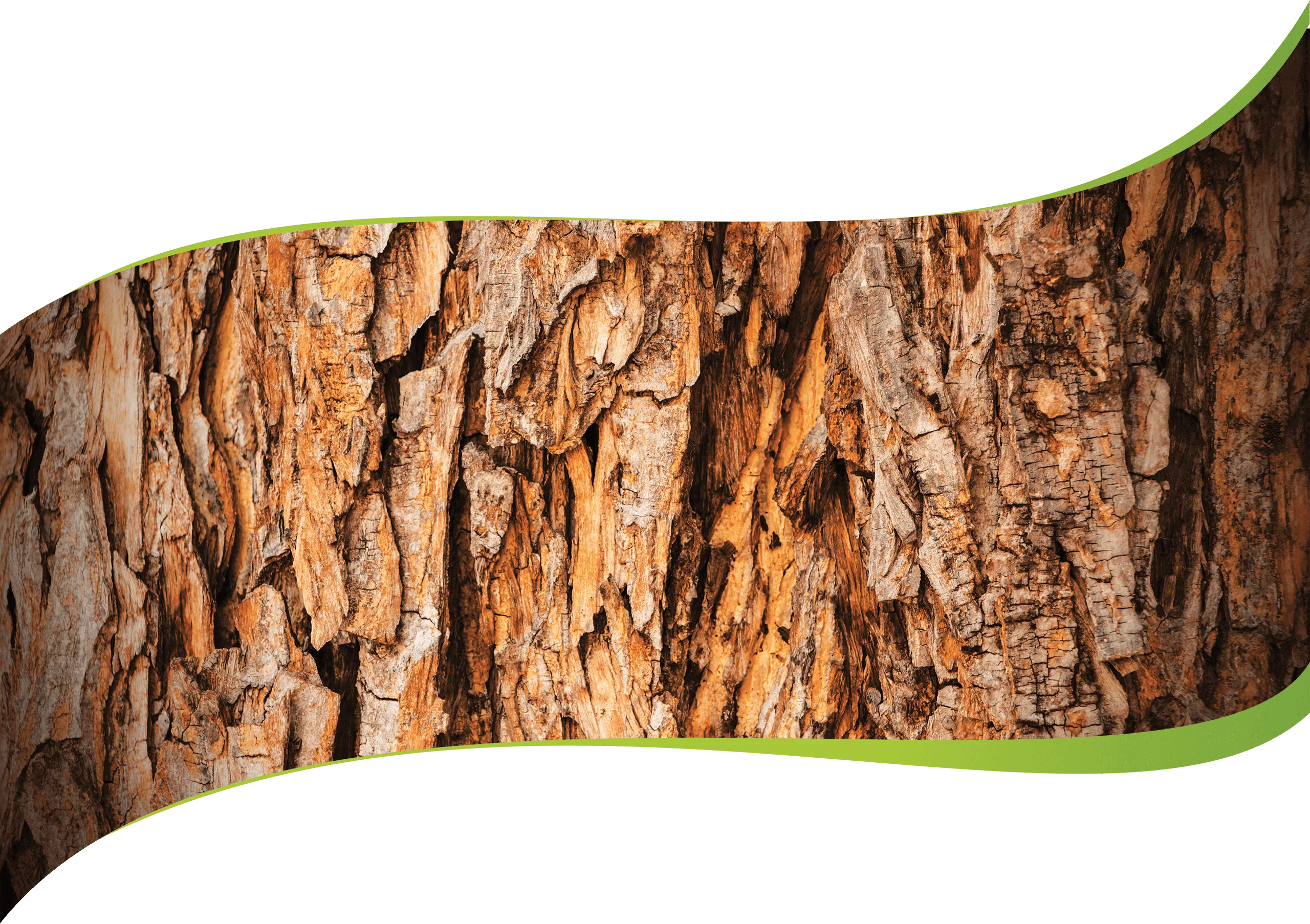 Organic Tree Services gallery 5