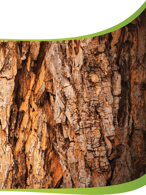 Organic Tree Services gallery 6