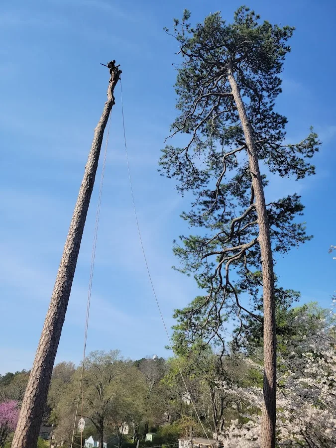 Ortiz Tree Service