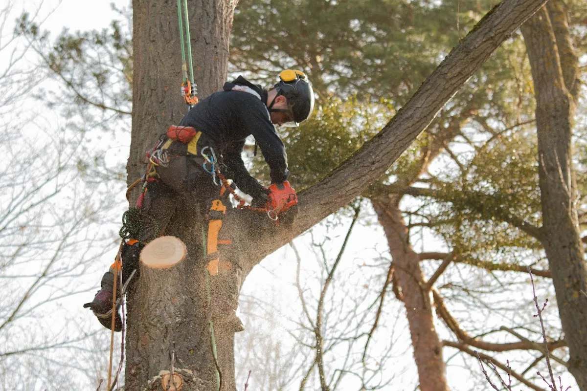 Owens Tree Service - Arborist work site