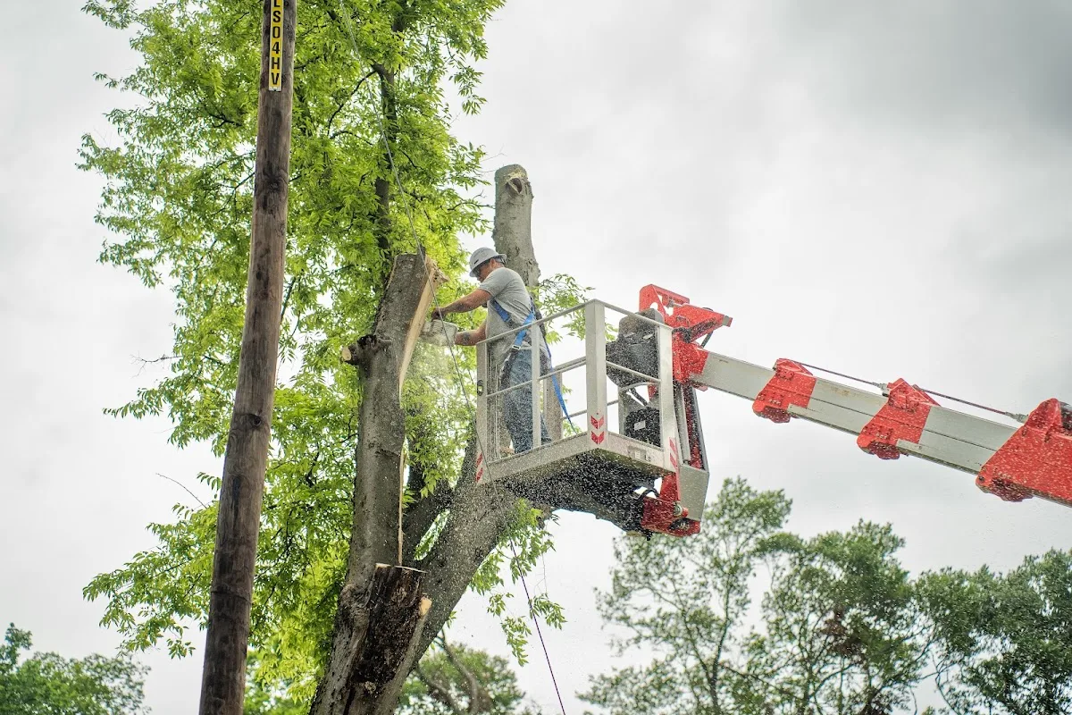 Ox Tree Services, LLC