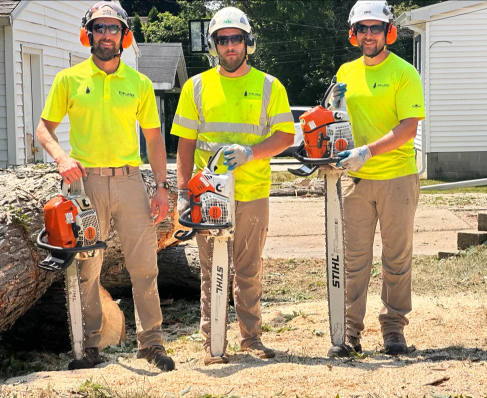 Palasz Tree Service work site