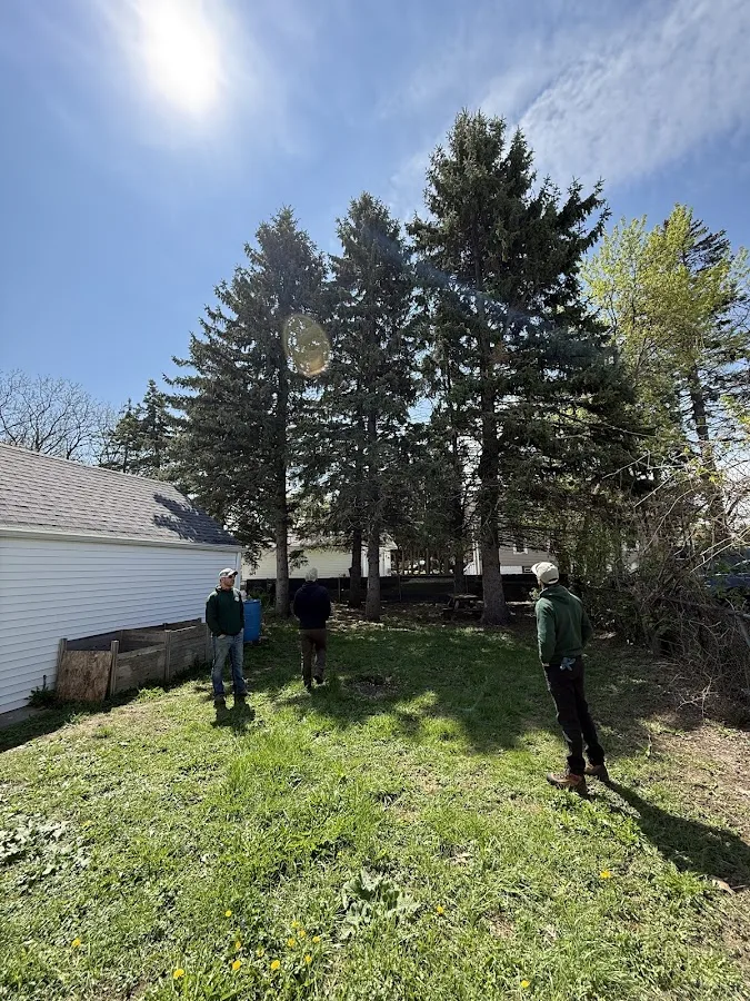 Palasz Tree Service gallery 2