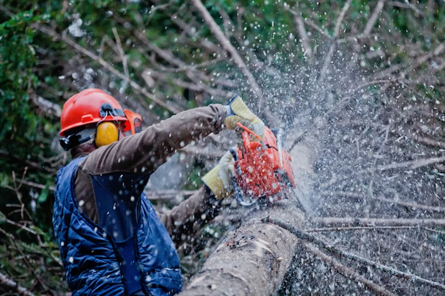Parma Tree Service gallery 2
