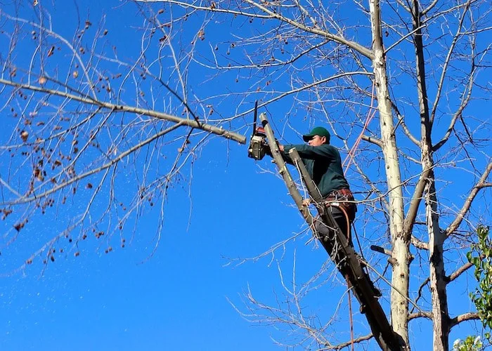 Parma Tree Service gallery 3