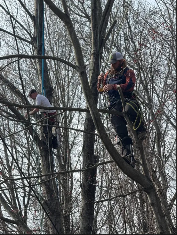 Parma Tree Service gallery 6