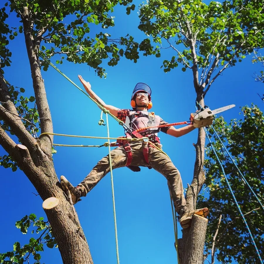Paul Bunyan Tree Service