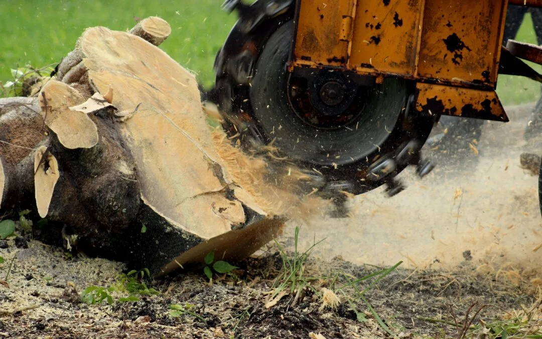 Paulo Landscaping & Tree Removal, LLC. gallery 2