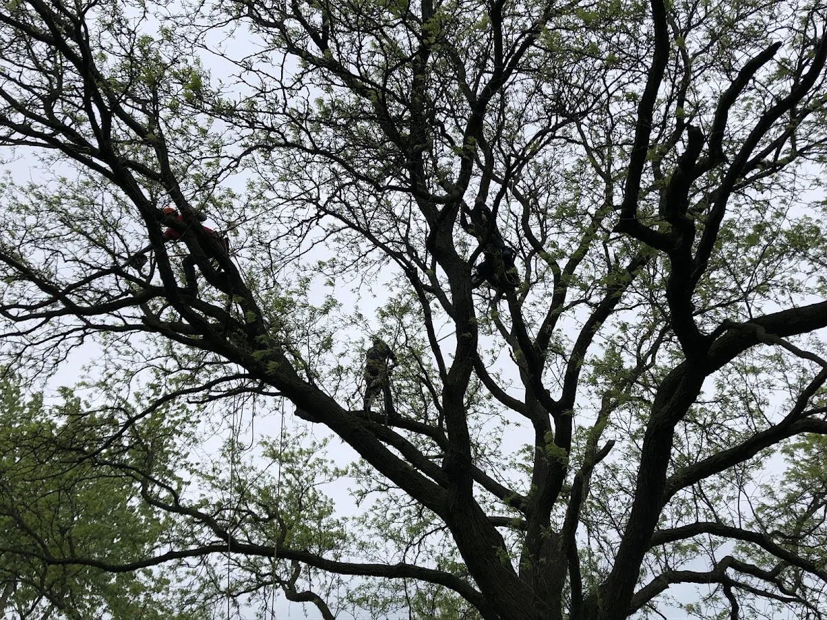 Paulo & Sons Tree Services Inc