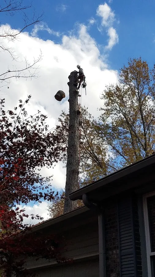 Payton Tree Service