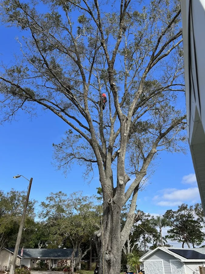 Peninsula Tree Service