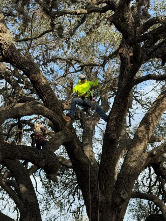 Personal Touch Tree Service