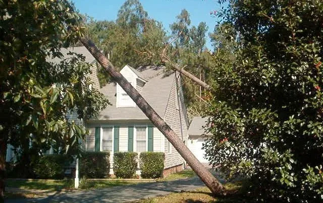 Pete and Ron's Tree Service