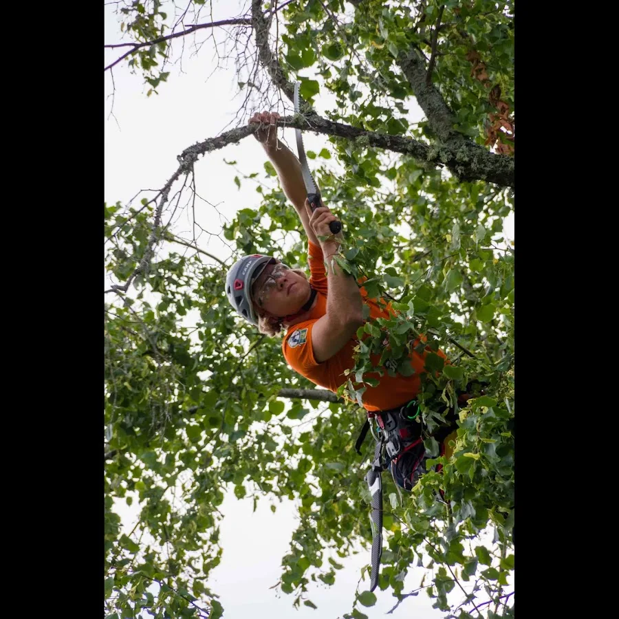 Pete and Ron's Tree Service gallery 2