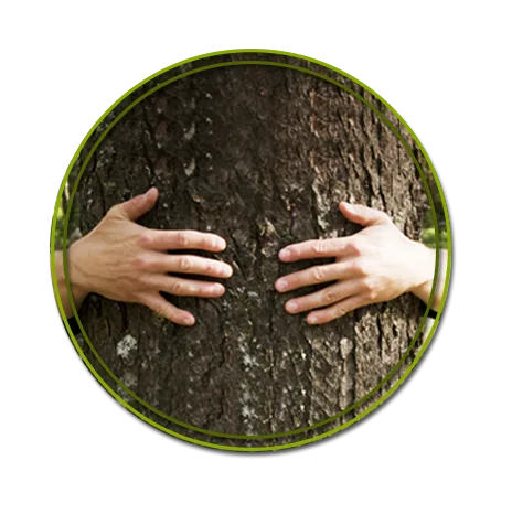 Piedmont Tree Experts gallery 3