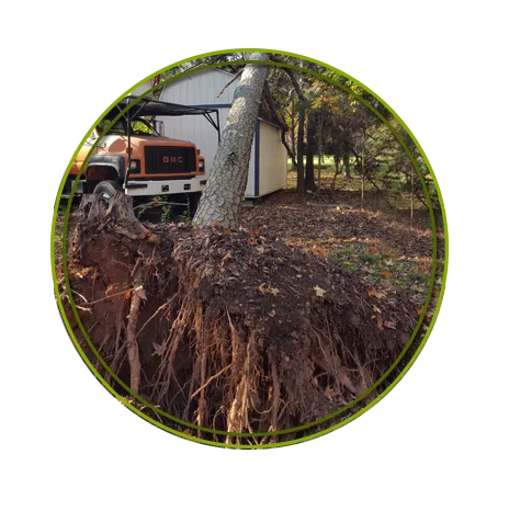 Piedmont Tree Experts gallery 4