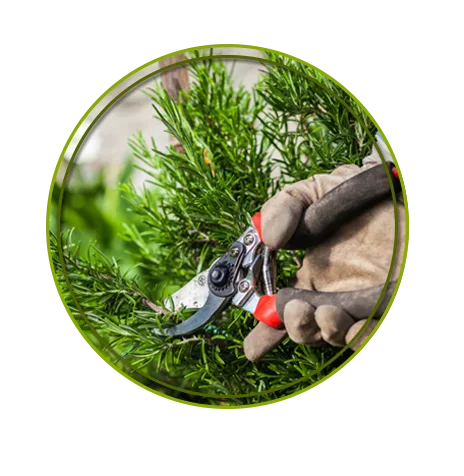 Piedmont Tree Experts gallery 5