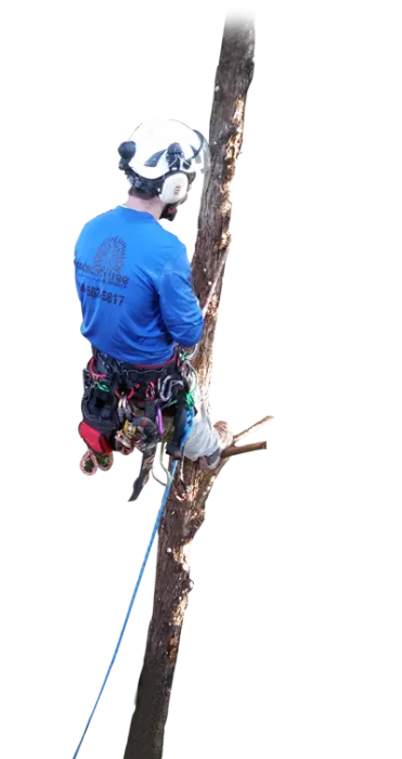 Piedmont Tree Experts gallery 7
