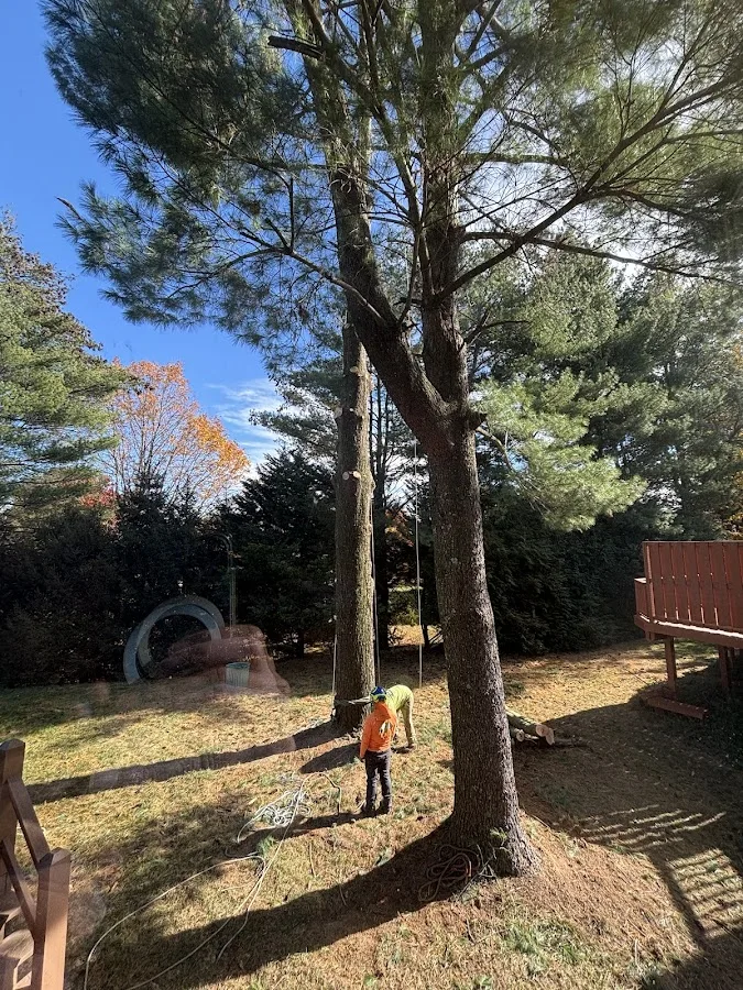 Pikesville Tree Service
