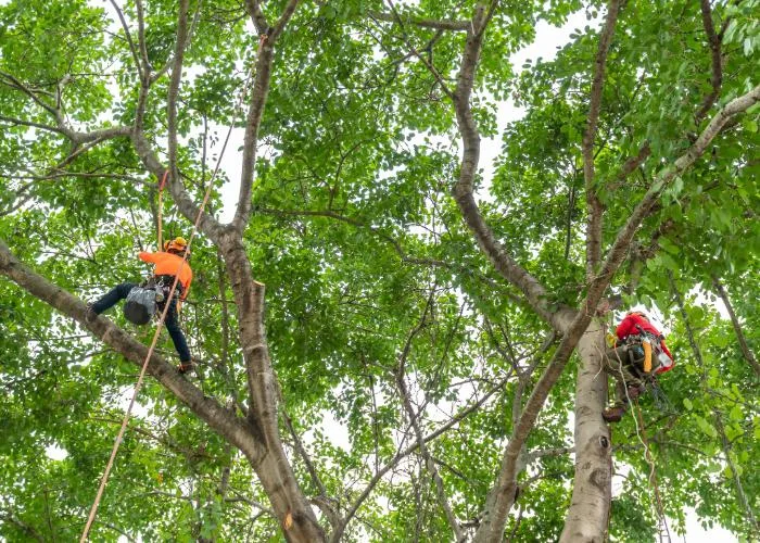 Pittsburgh Tree Service
