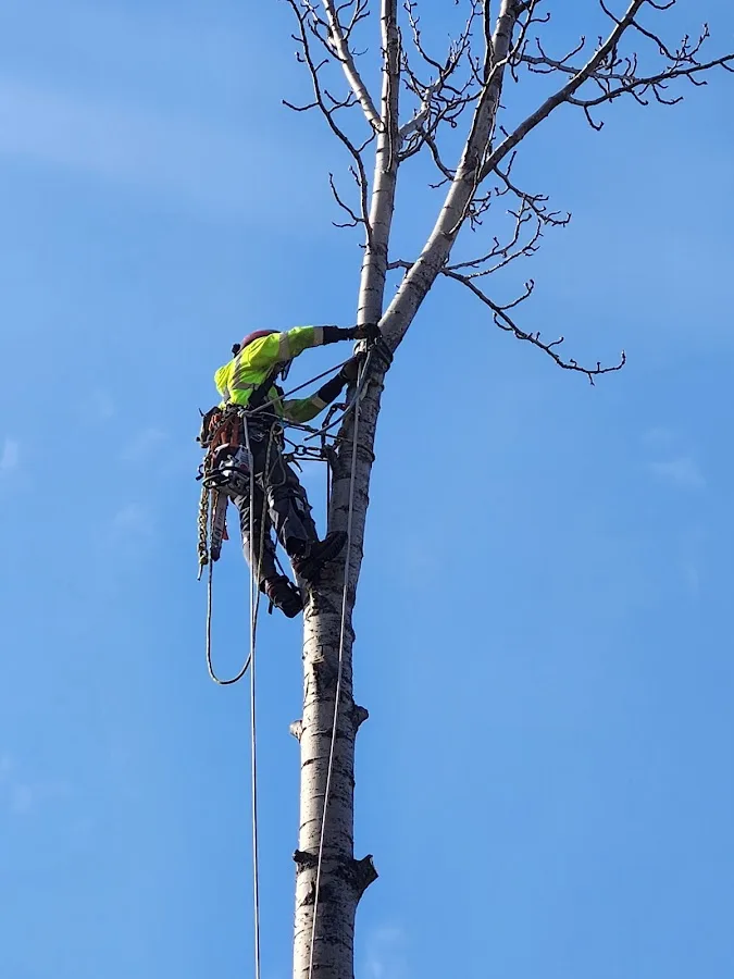 Polar Tree and Engine Care work site