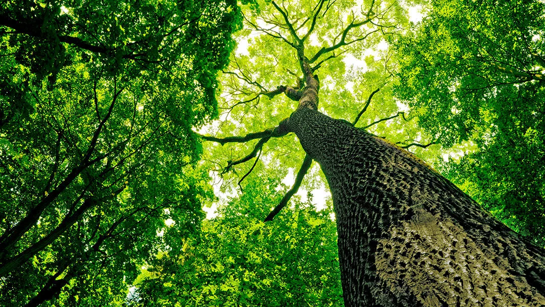 Poor Folks Tree Service, Inc. gallery 2