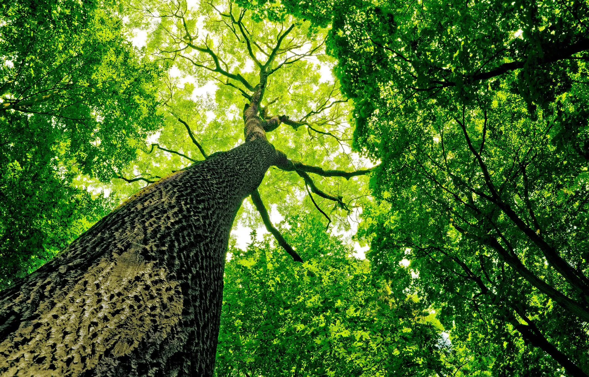 Poor Folks Tree Service, Inc. gallery 5