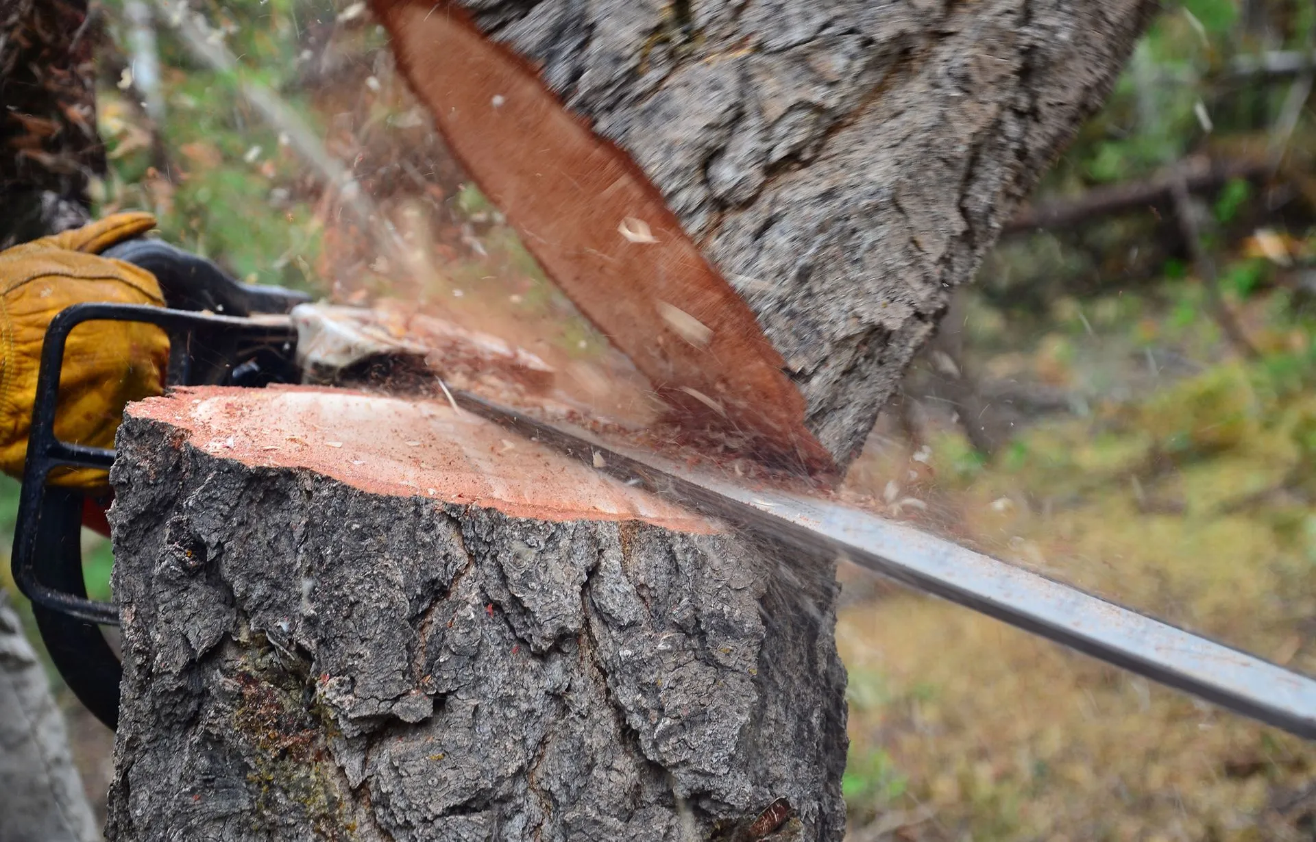 Poor Folks Tree Service, Inc. gallery 8