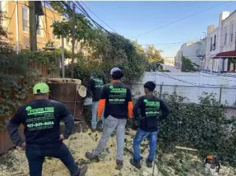 Power Tree Removal LLC gallery 3