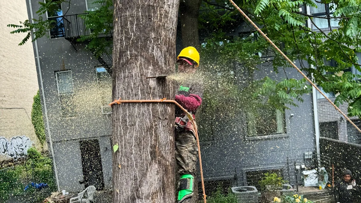 Power Tree Removal LLC gallery 2