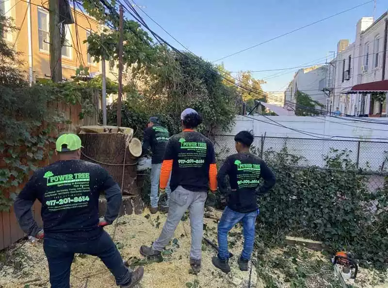 Power Tree Removal LLC gallery 5
